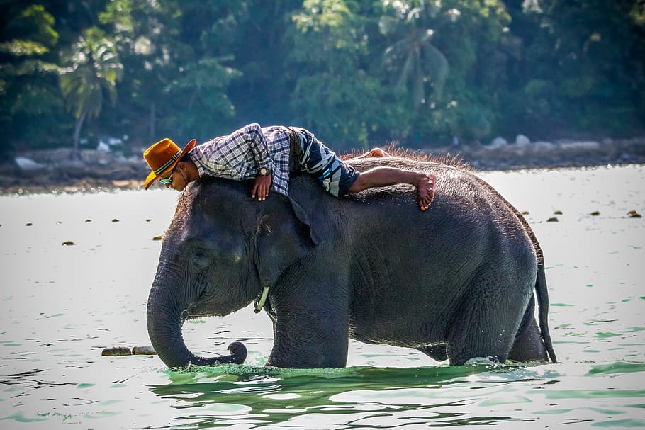 person riding elephant, wildlife, mammal, animal, human, thailand, HD wallpaper