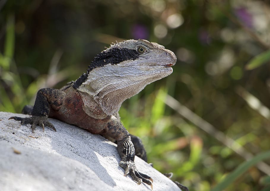 australia, manly, shelly beach, nature, bokeh, wildlife, lizard, HD wallpaper