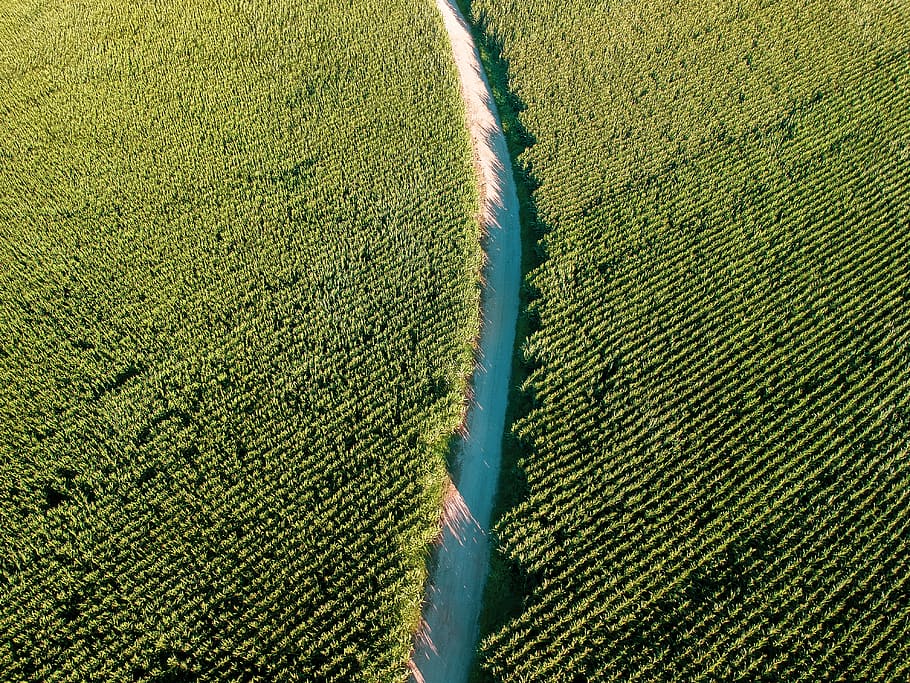 green textile, portugal, em577, tree, drone view, aerial view HD wallpaper
