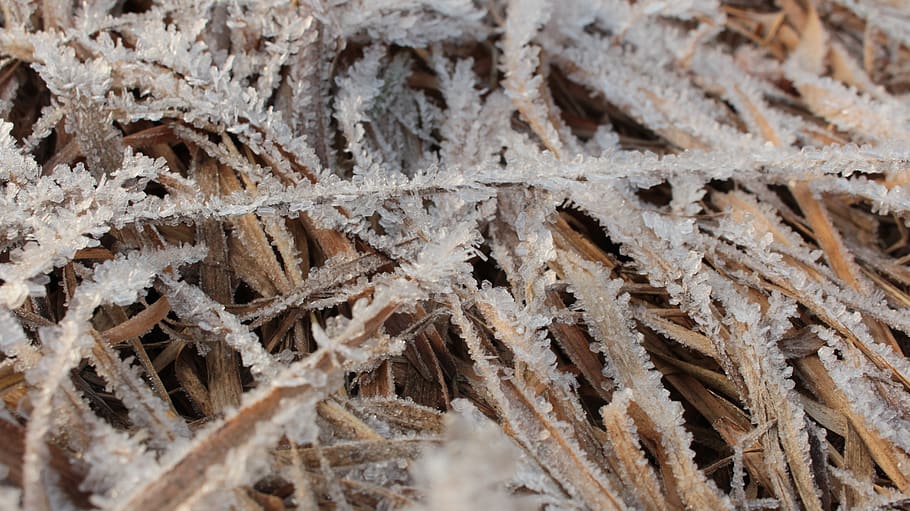 leaves, frozen, cristals, close-up, full frame, no people, backgrounds HD wallpaper