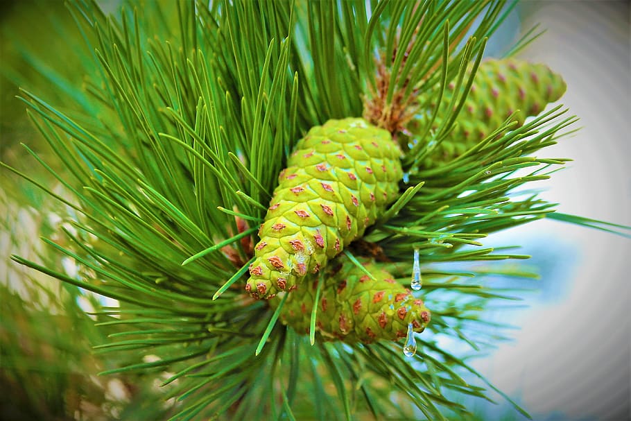 pine, cocoon, tree, nature, forest, green, trees, forests, needle leaf HD wallpaper