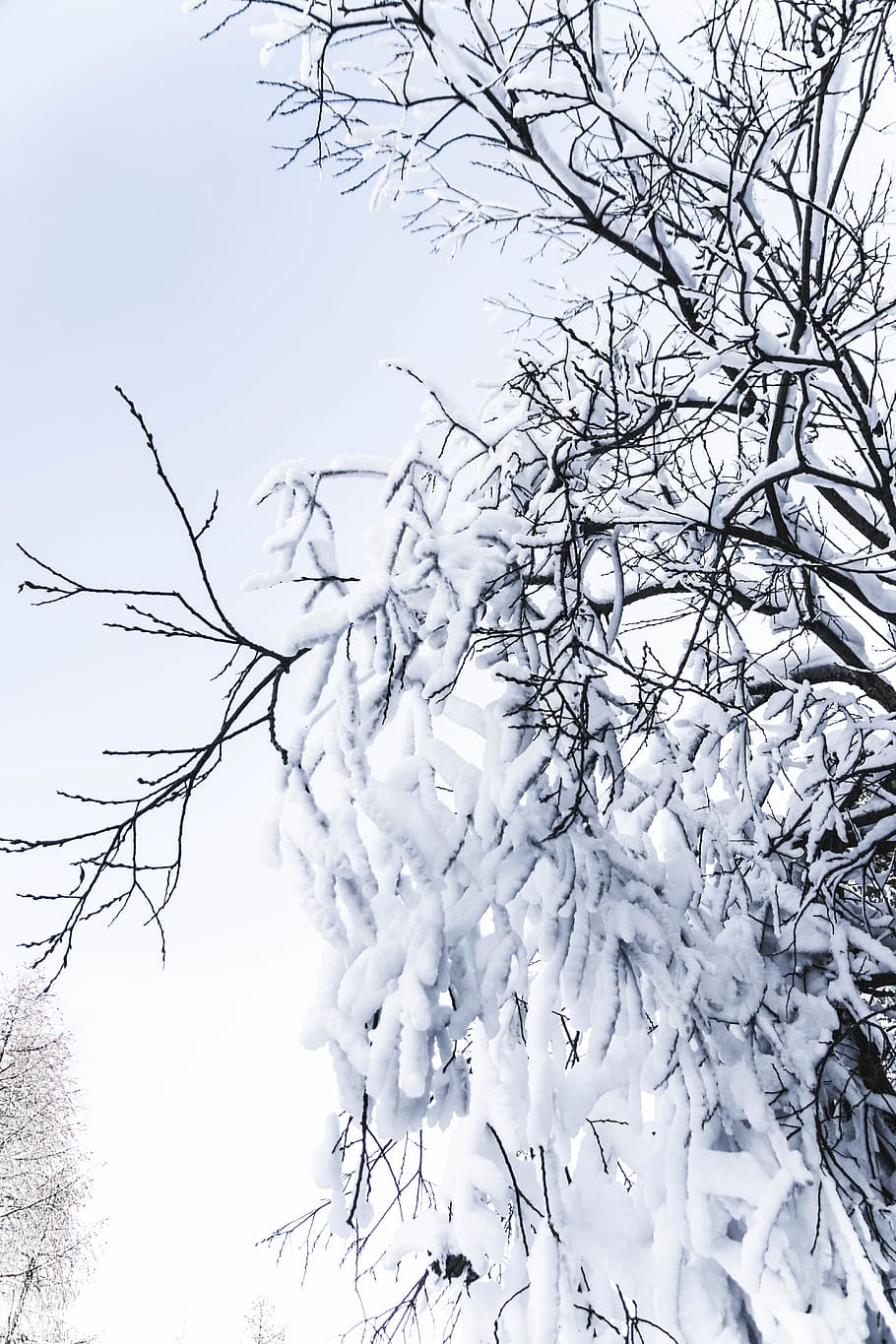 tree covered with snow, plant, winter, cold temperature, beauty in nature HD wallpaper