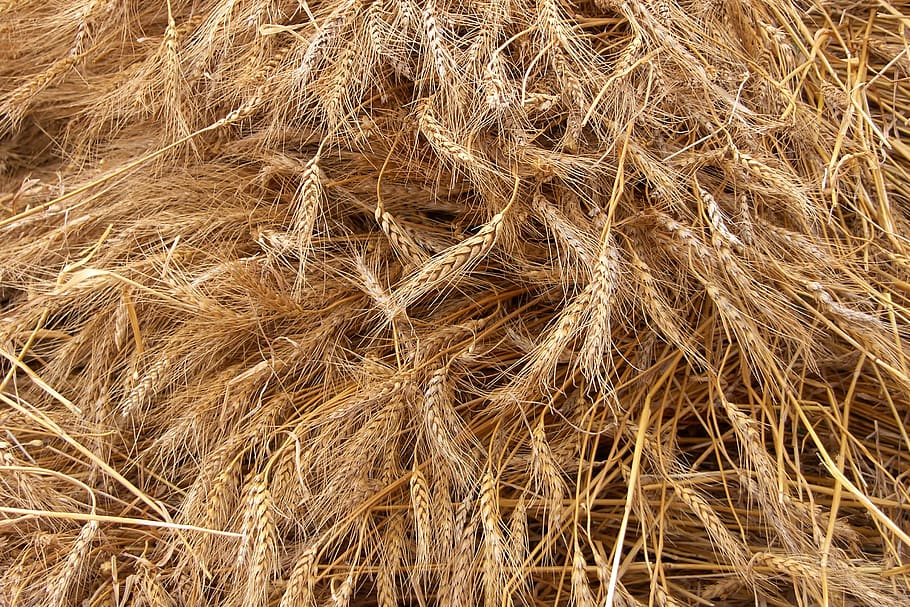 whole grain, food, flora, plant, produce, vegetable, grass, wheat HD wallpaper