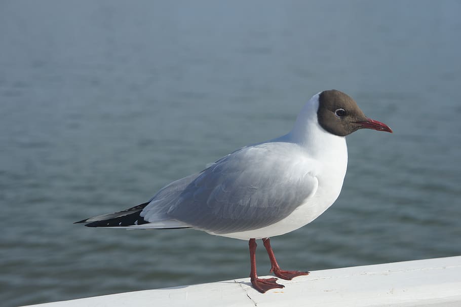 bird, seagull, animal wildlife, animals in the wild, animal themes HD wallpaper
