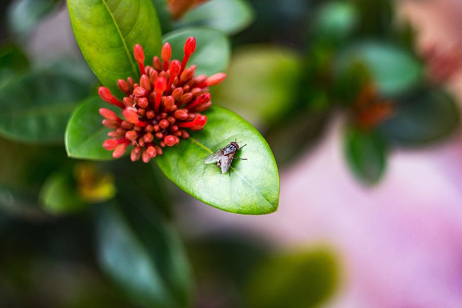 fly on flower, flora, bud, plant, sprout, blossom, animal, invertebrate HD wallpaper