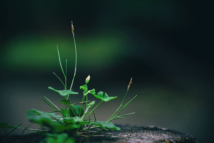 Close Up Photo Of Green Leafed Plant, macro, growth, green color HD wallpaper