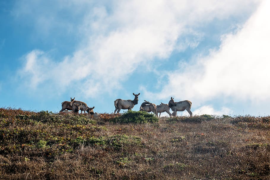 point reyes, sky, clouds, blue, nature, deer, hike, california HD wallpaper