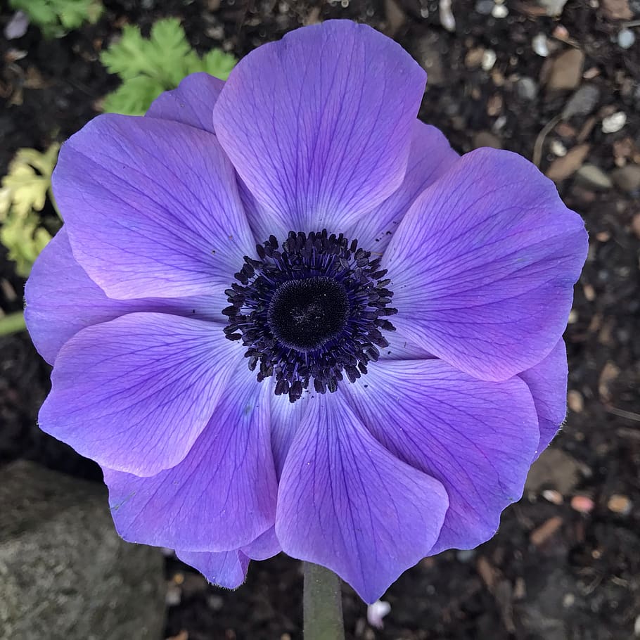 HD wallpaper: purple anemone, purple flower, flowering plant, freshness,  vulnerability | Wallpaper Flare