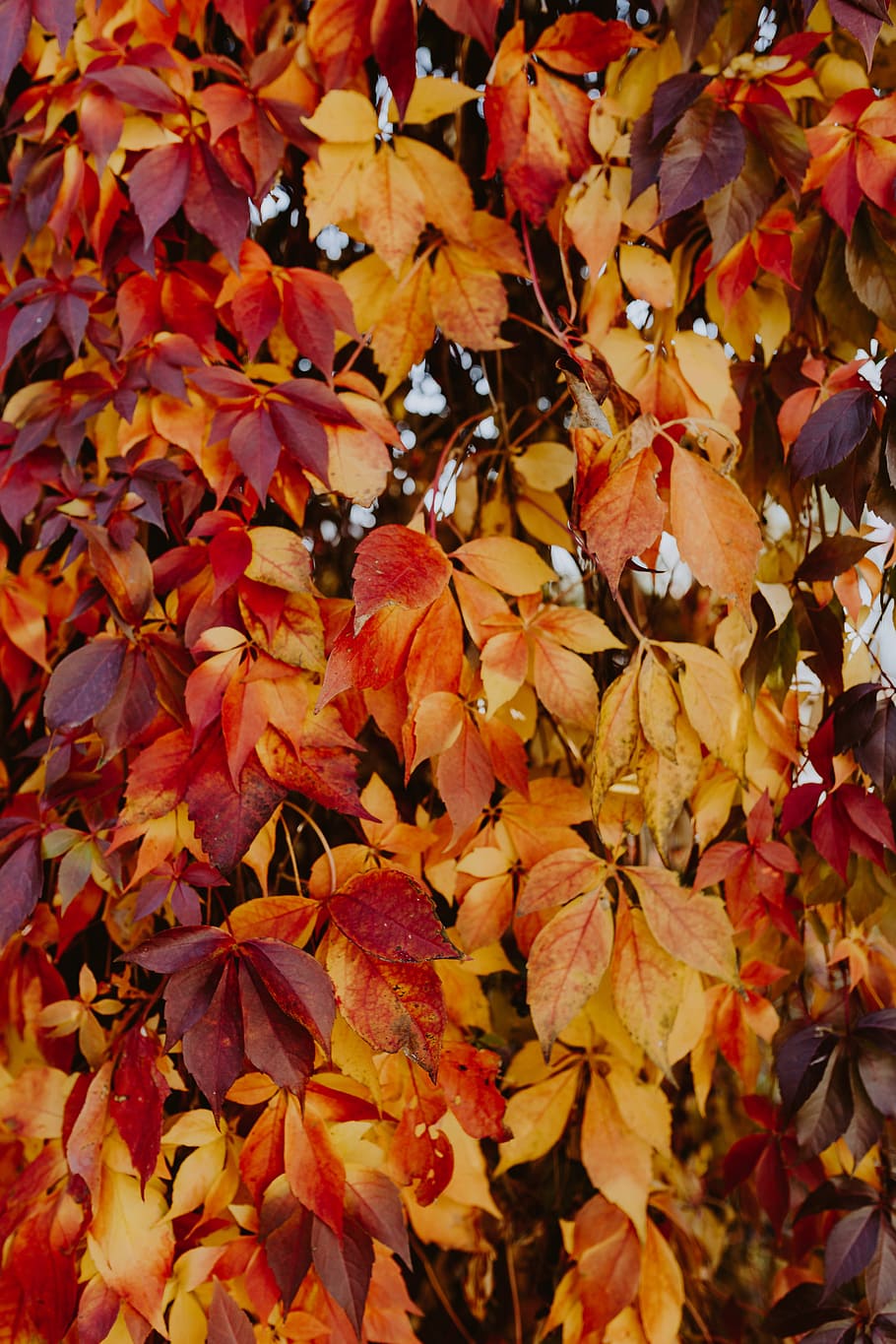 Colorful vines leaves in the park, autumn, change, plant part HD wallpaper