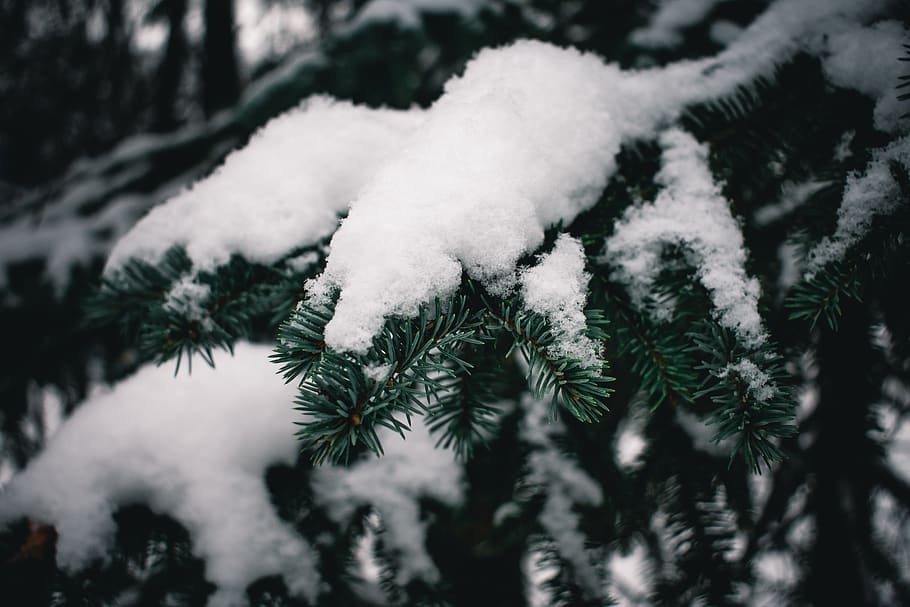 tree, snow, winter, macro, focus, cold temperature, white color HD wallpaper