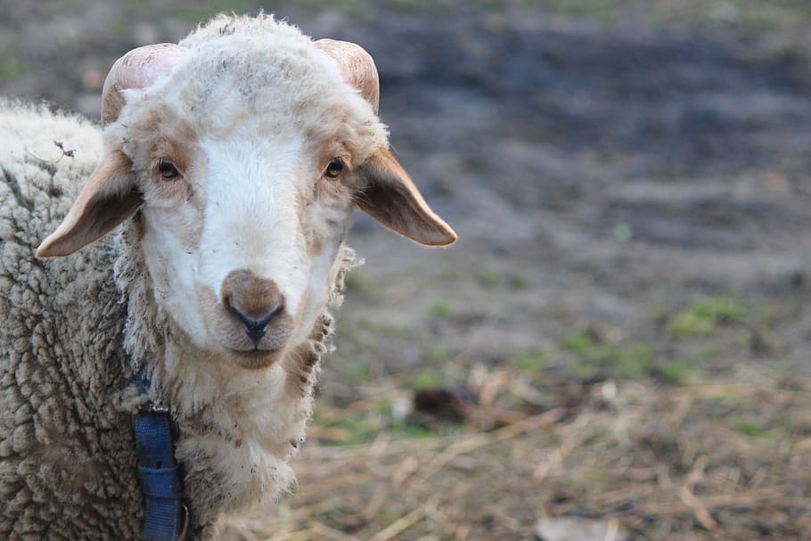sheep, lovely, sweet, wool, white, mammal, one animal, domestic animals HD wallpaper