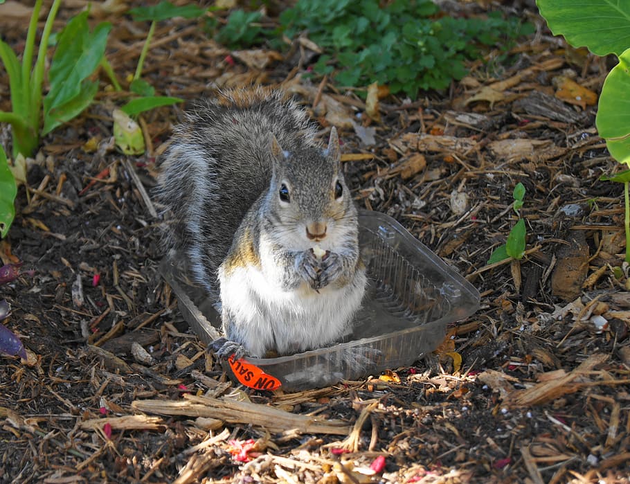 squirrel, garden, cute, eating, summer, sweet, animal themes HD wallpaper