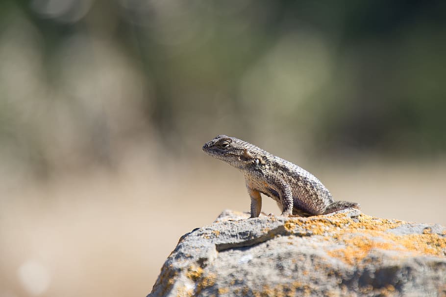 lizard, nature, green, rock, looking left, calm, peace, animal HD wallpaper