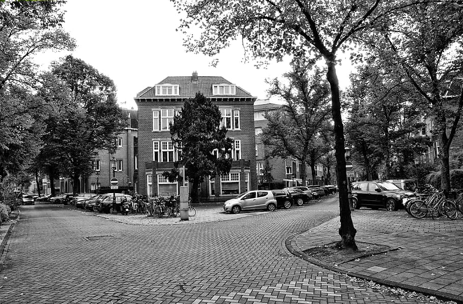 netherlands, amsterdam, tree, plant, architecture, city, built structure HD wallpaper