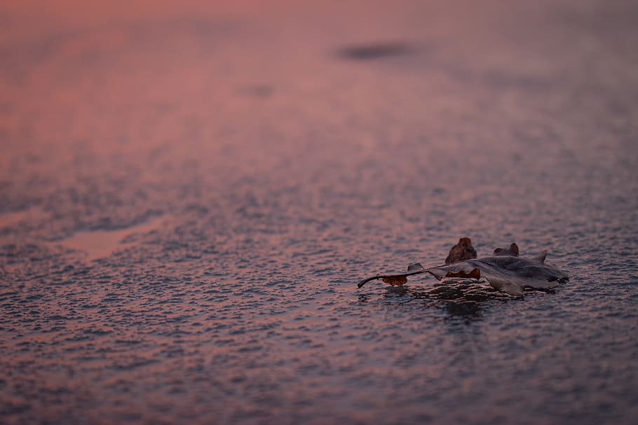 leaf, sunset, winter, frozen lake, ice, nature, animal, animal wildlife HD wallpaper