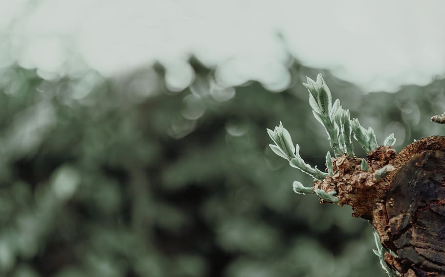 Shallow Focus Photography Of Plant Growing , macro, tree, nature HD wallpaper