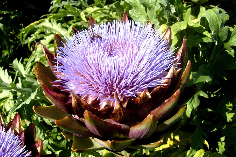 artichoke, bee, flora, summer, flower, pink, plant, growth HD wallpaper
