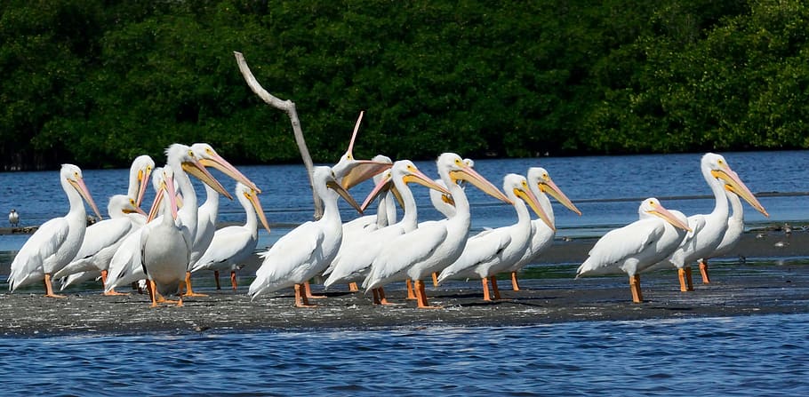 mexico, pelicans, animal wildlife, animal themes, animals in the wild HD wallpaper