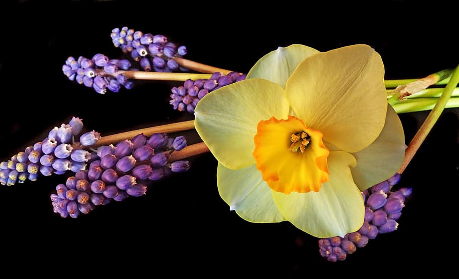 daffodil, grape hyacinths, spring, flowers, bulbs, garden, nature, HD wallpaper