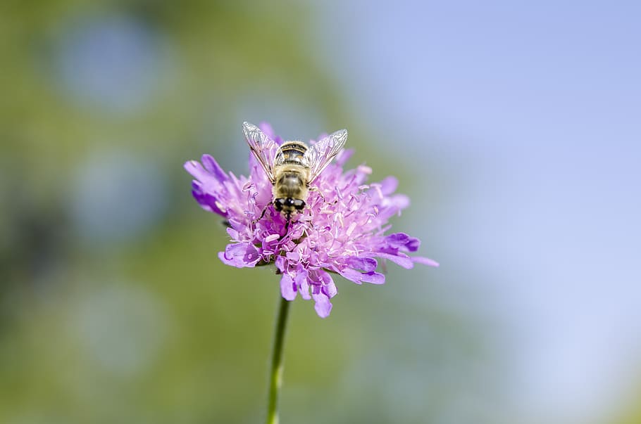 flower, bee, insect, nature, plant, blossom, bloom, honey bee HD wallpaper