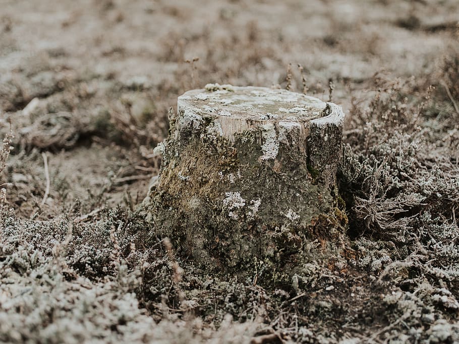 brown tree trunk, tree stump, ground, soil, mud, outdoors, land HD wallpaper