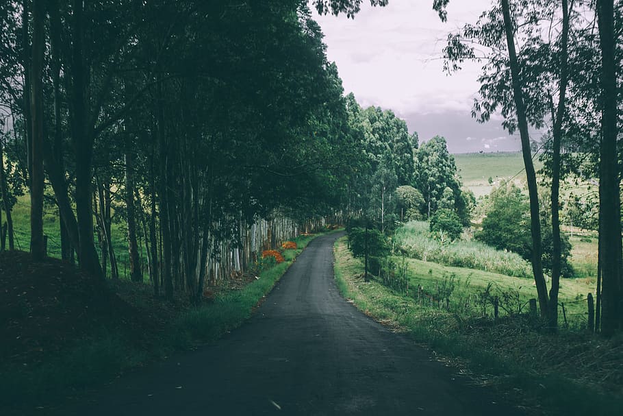 Empty Road, countryside, farm, fields, forest, grass, hill, trees HD wallpaper