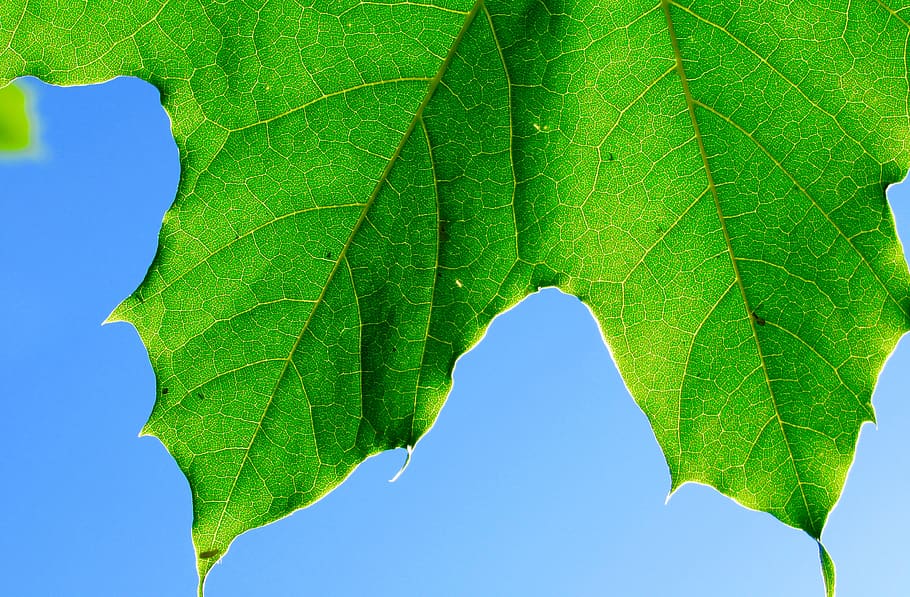 green leaf photography, plant part, green color, nature, close-up HD wallpaper