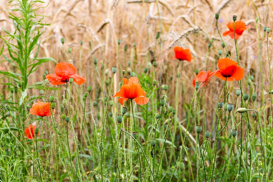 poppy, summer, field, flowers, red flowers, corn, poppies, green HD wallpaper
