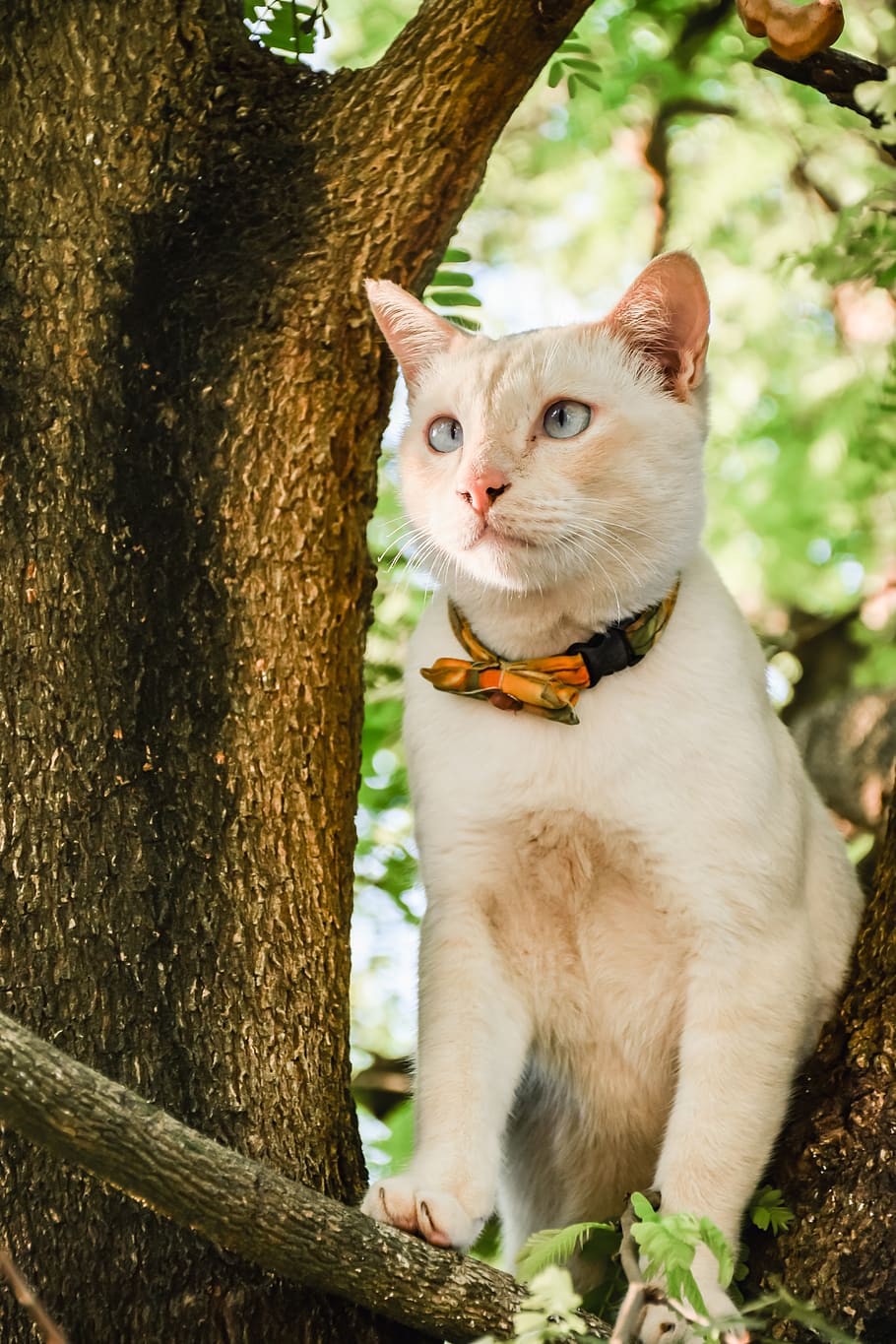 animals, pets, cat, tree, autumn leaves, eyes, white, hair HD wallpaper