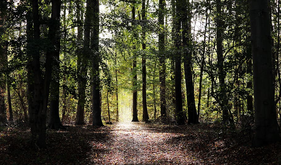 forest, forest path, nature, away, trees, autumn, mood, mystical HD wallpaper