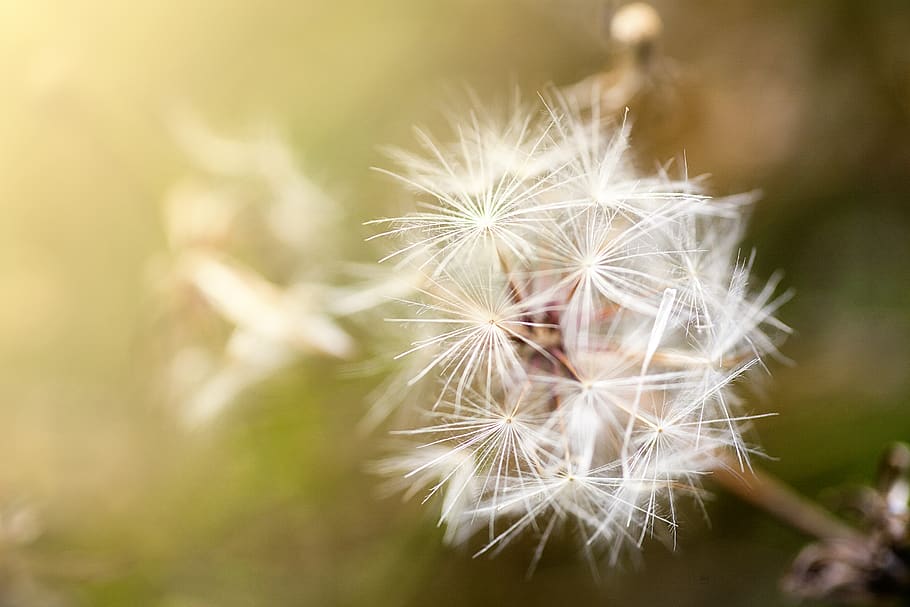 seed, yellow, green, background, nature, plant, weed, dandelion HD wallpaper