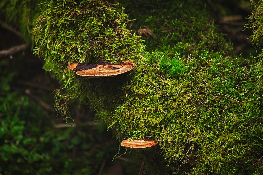 moss, forest, mushrooms, nature, aesthetic, trees, landscape
