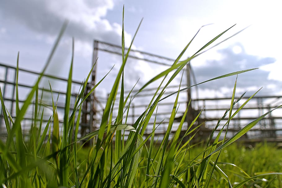 grass, sky, clouds, color, green, ranch, stables, nature, sunshine HD wallpaper