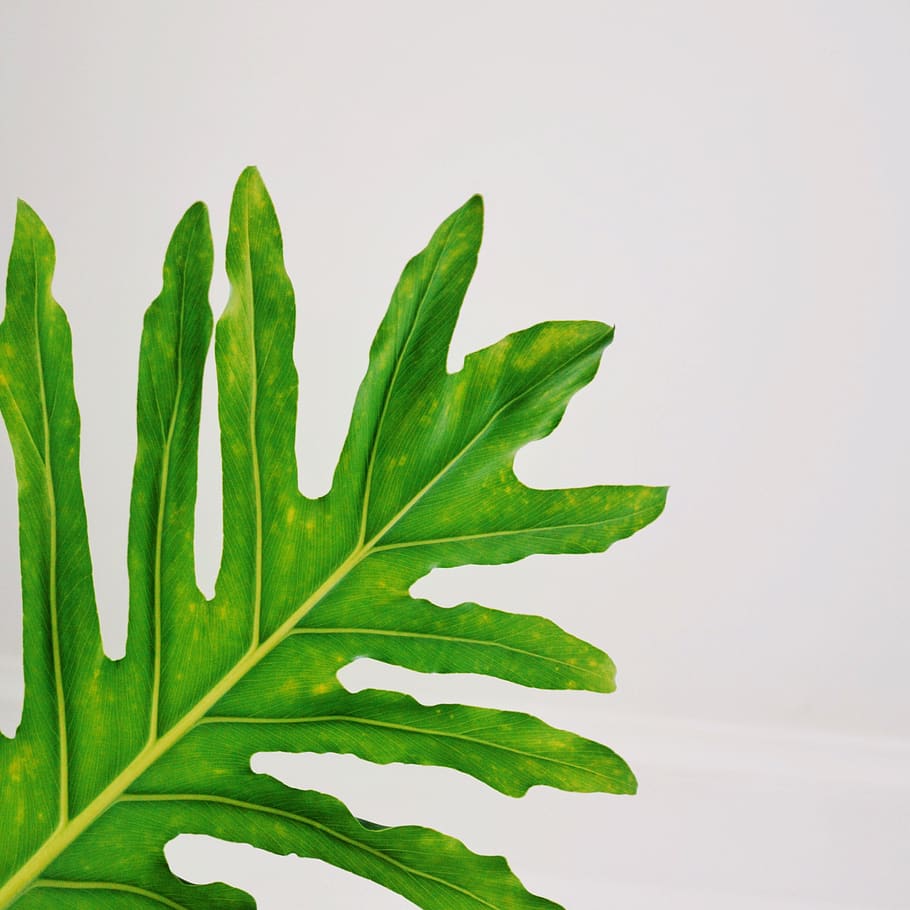 green-leafed plant, veins, united states, wharton, 202 w union turnpike HD wallpaper