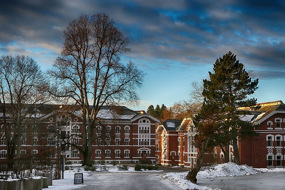 architecture, building, old, winter, facade, tree, building exterior HD wallpaper
