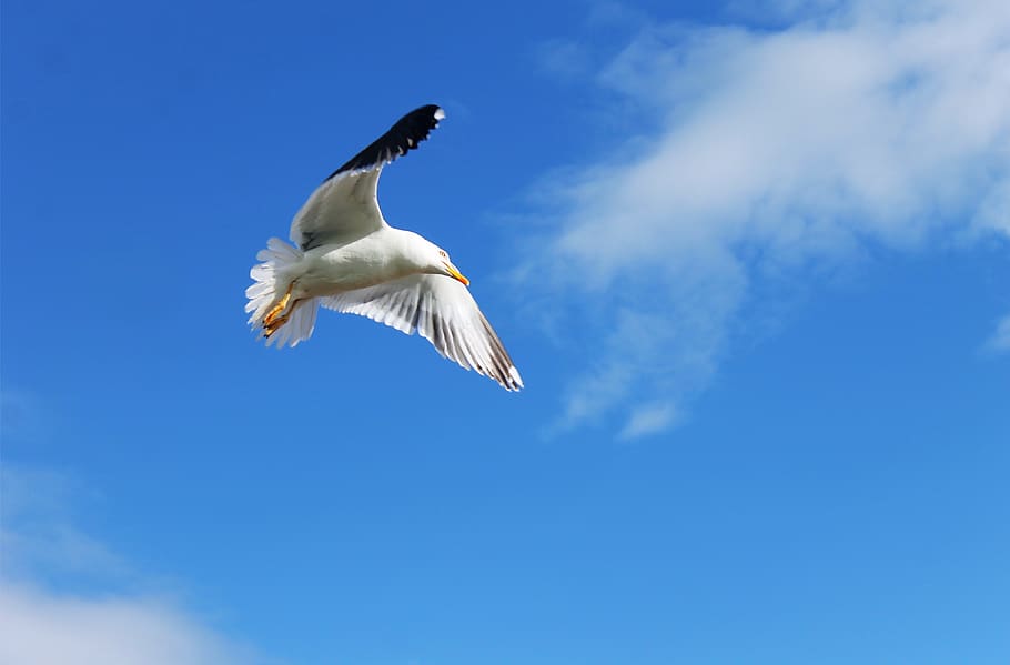 bird, seagull, fly, animal, nature, flight, wildlife, sky, wings HD wallpaper
