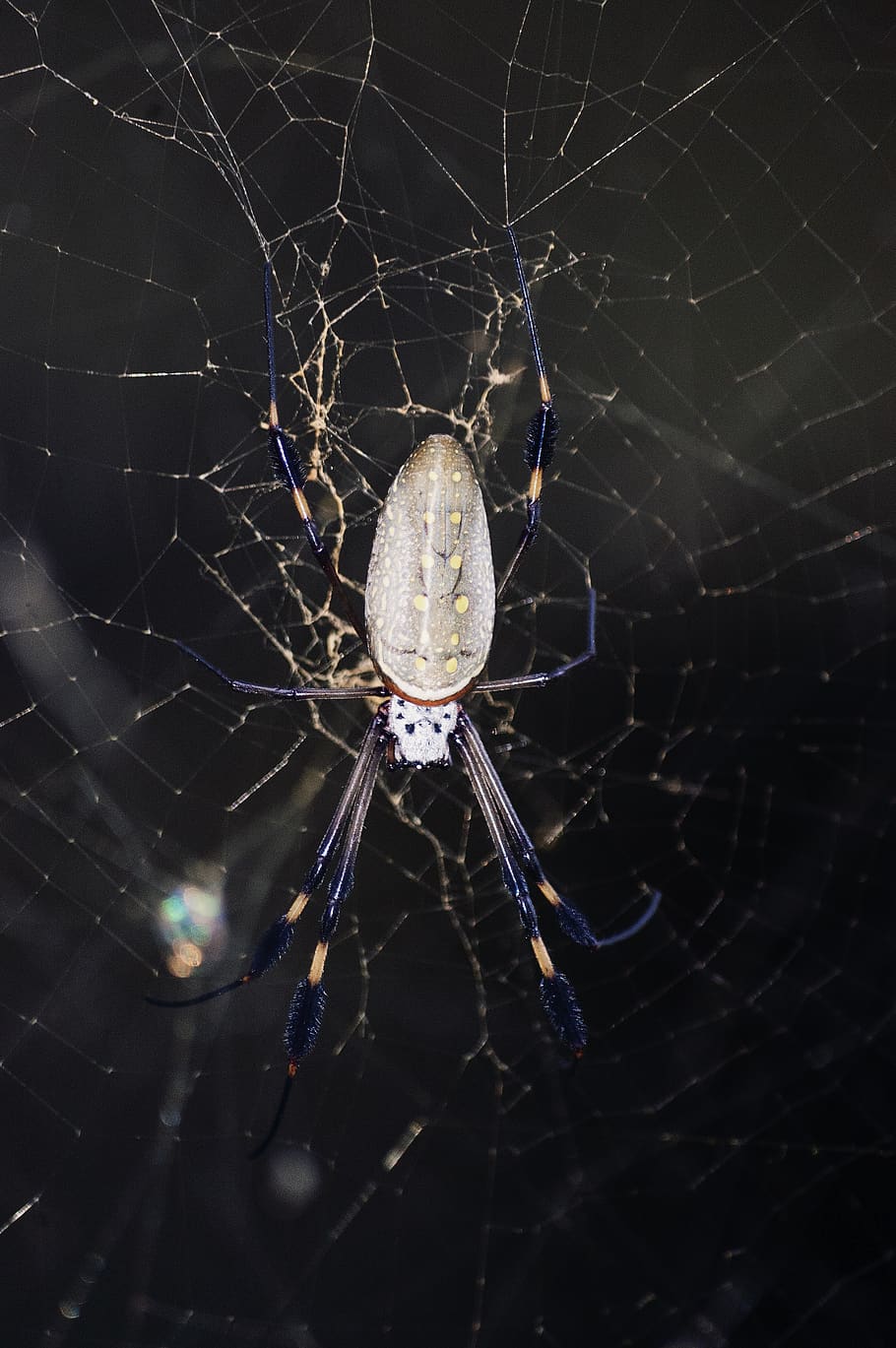 gray spider on cobweb, arachnid, insect, animal, garden spider HD wallpaper