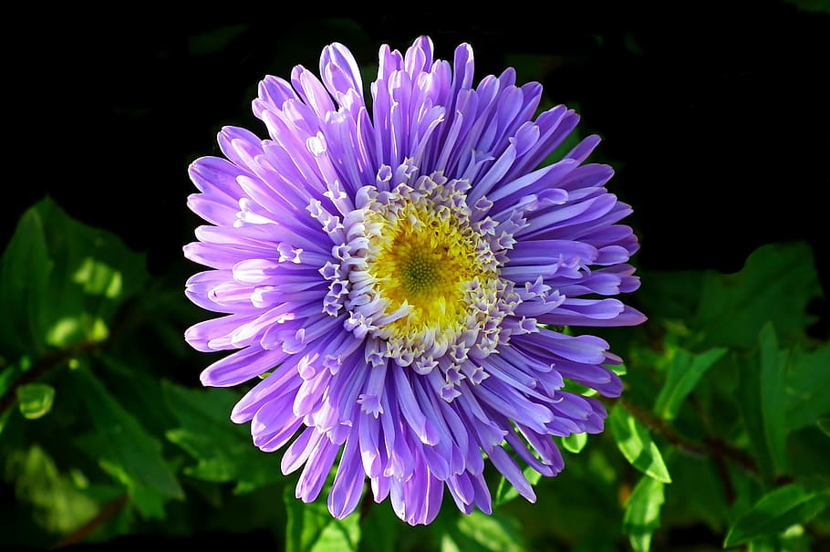 aster, flower, garden, macro, nature, summer, the petals, beautiful HD wallpaper