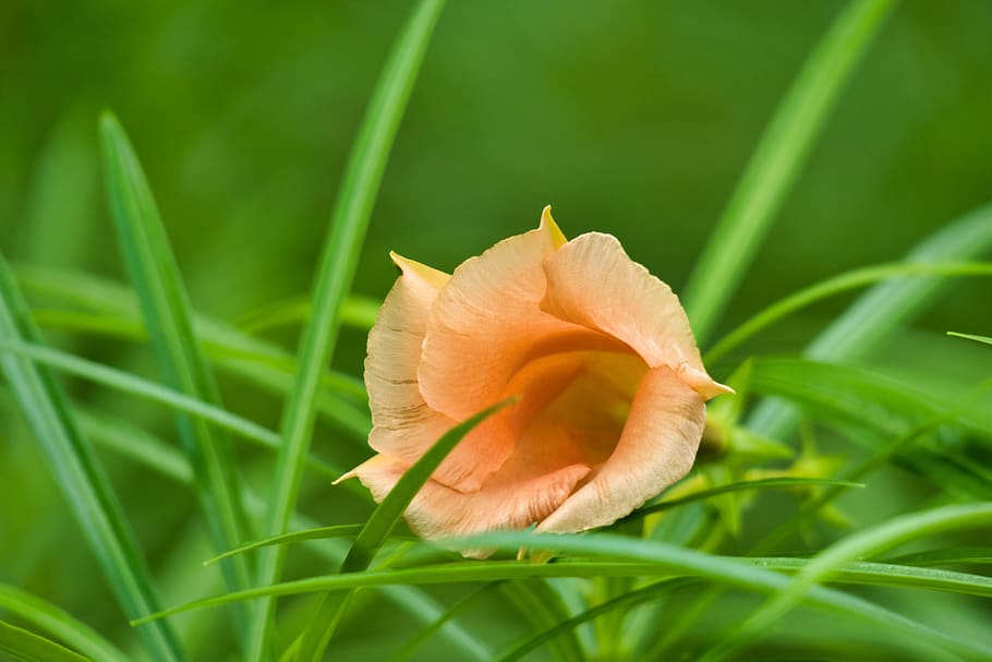oleander, blossom, bloom, orange, plant, flowering plant, fragility HD wallpaper