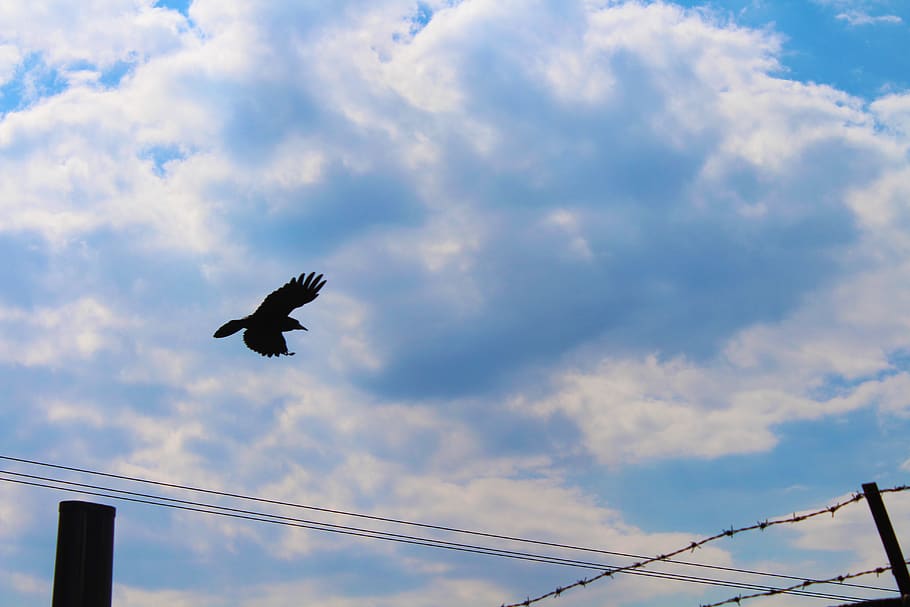 slovakia, trnava, clouds, bird, sky, low angle view, animal wildlife HD wallpaper