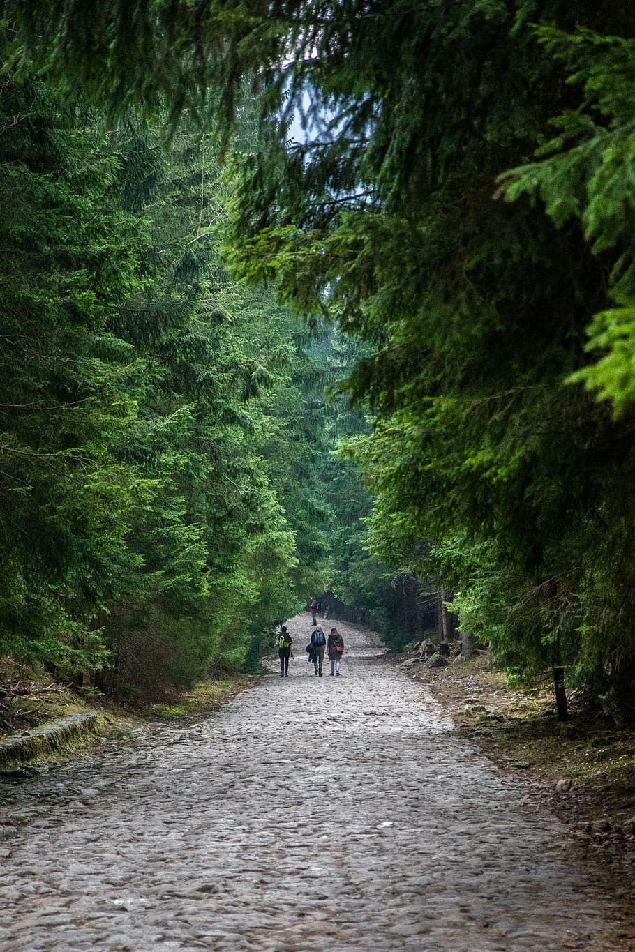 poland, zakopane, forest, path, trees, montains, direction HD wallpaper