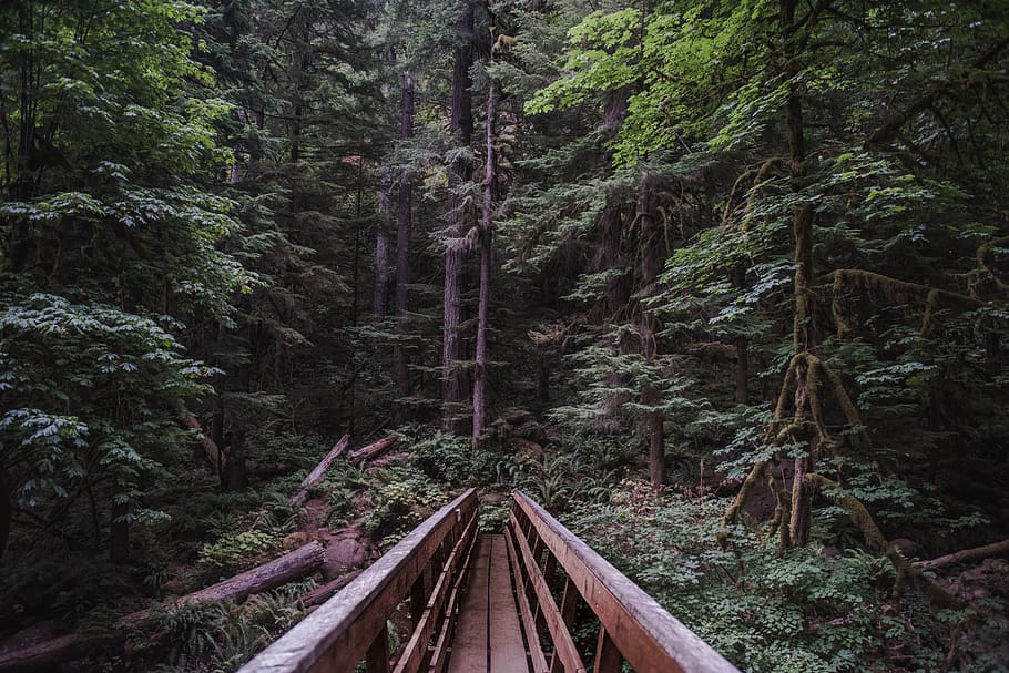 forest, bridge, portland, trees, united states, justin, luebke HD wallpaper