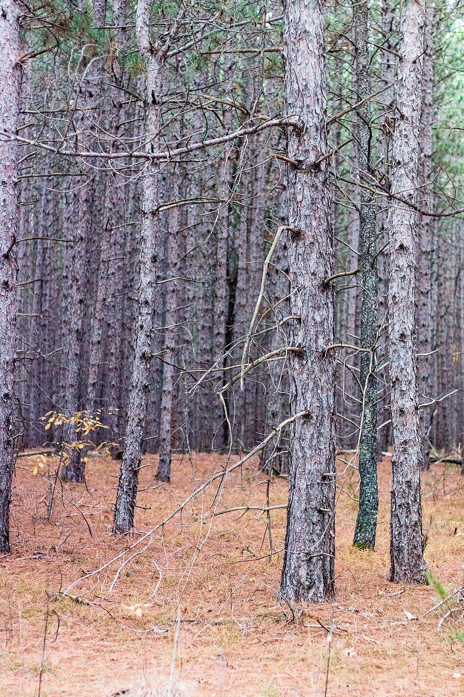 united states, white cloud, trees, pine, forest, pine needle HD wallpaper
