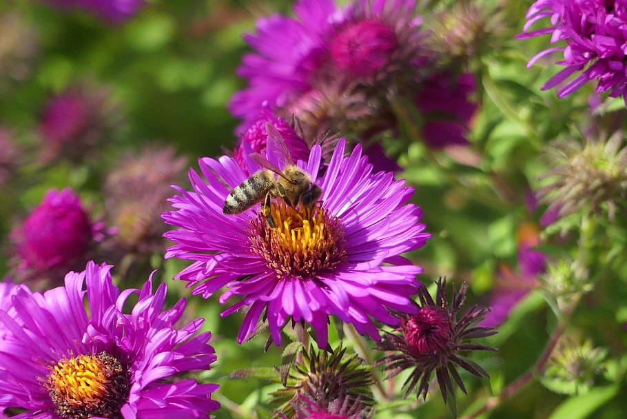 bee, flower, nature, insect, flowering plant, animal, animal themes HD wallpaper