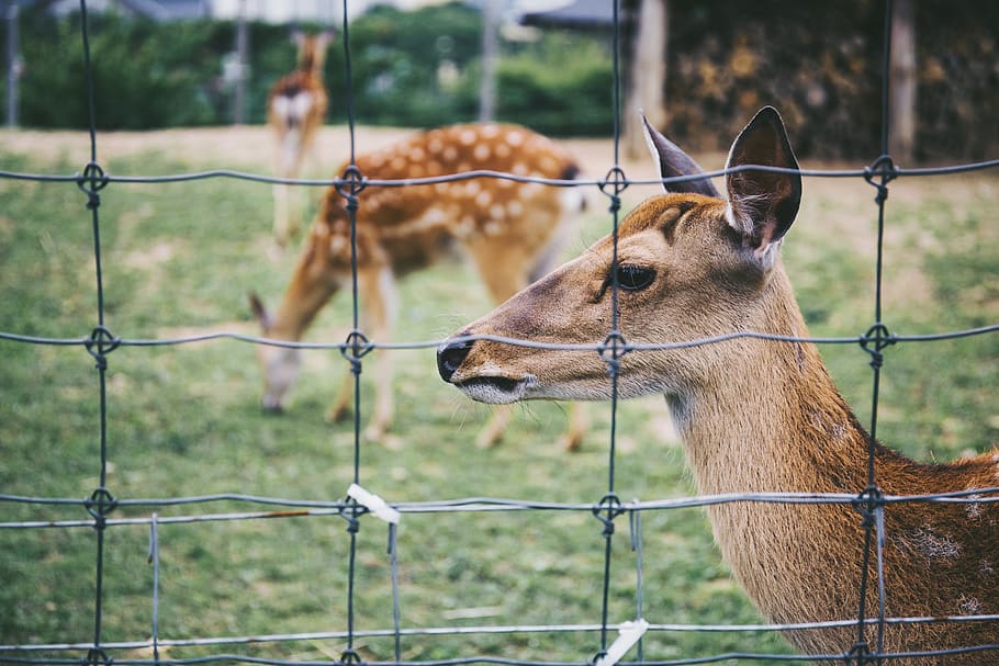 three brown does, animal, antelope, gazelle, mammal, wildlife HD wallpaper