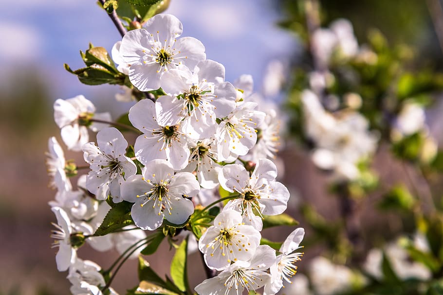 tree, nature, flowers, color, the smell of, season, spring HD wallpaper