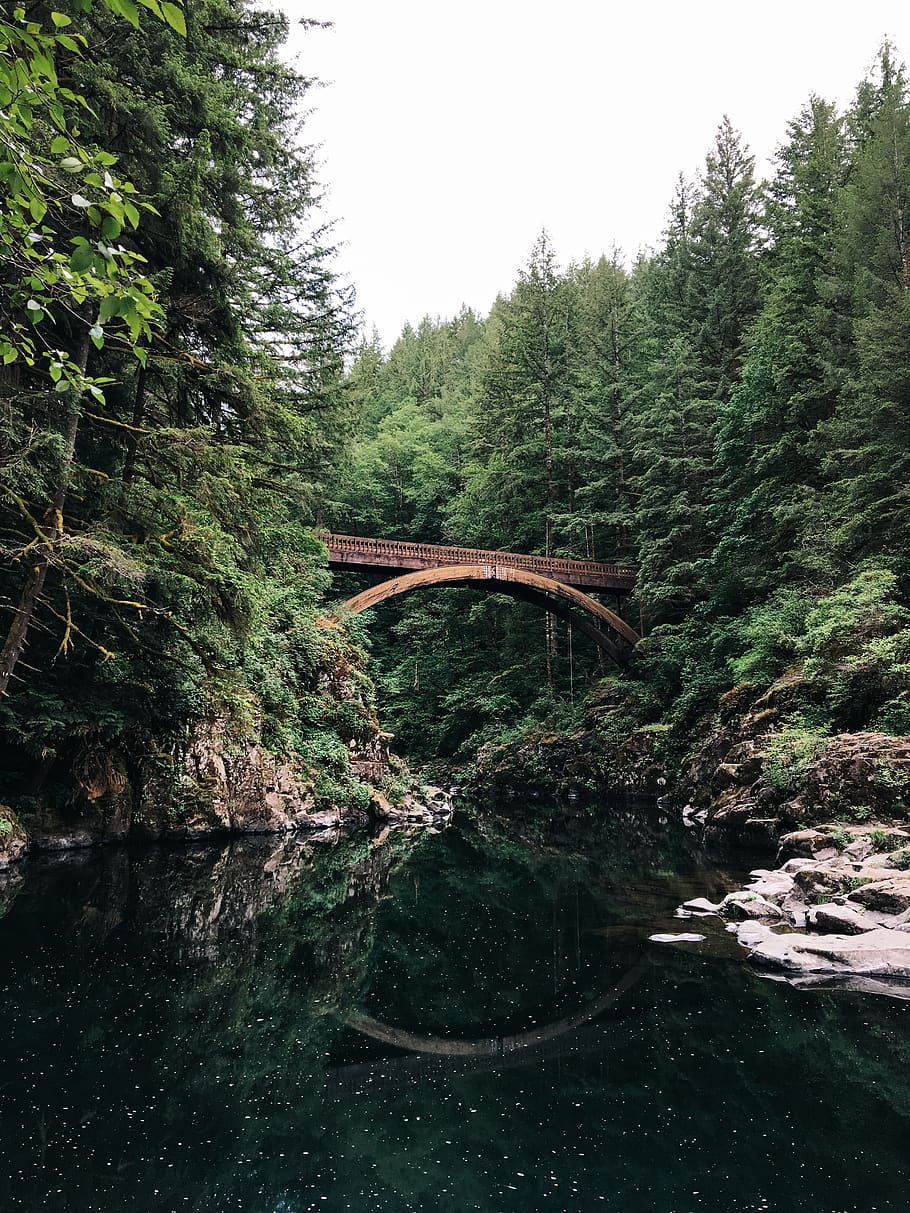 bridge near forest, tree, plant, water, bridge - man made structure HD wallpaper
