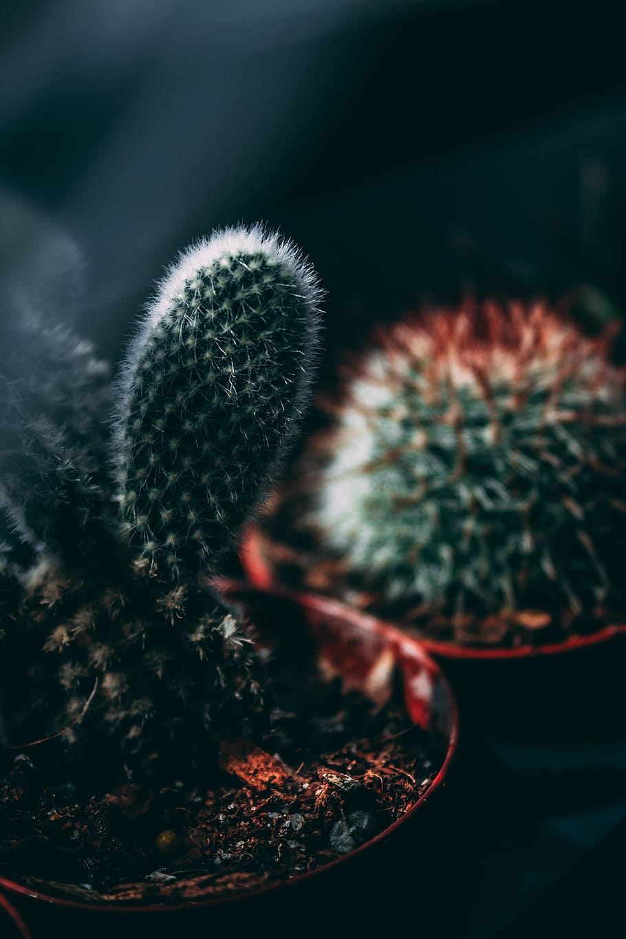 two cacti closeup photo, cactus, close-up, succulent plant, potted plant HD wallpaper
