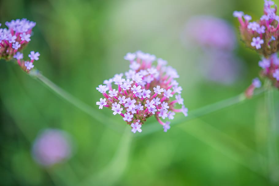 Macro Shot of White Flower, blooming, blur, bright, close-up HD wallpaper