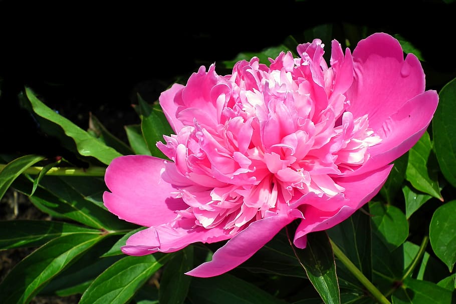peony, pink, flower, spring, summer, easter, the petals, nature HD wallpaper